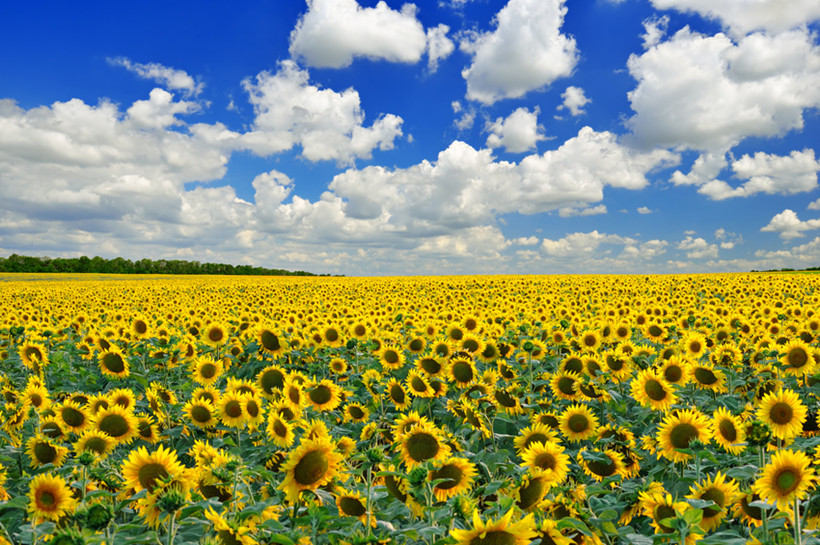 avantage_huile_tournesol.jpg